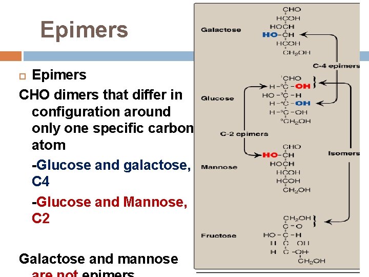 Epimers CHO dimers that differ in configuration around only one specific carbon atom -Glucose