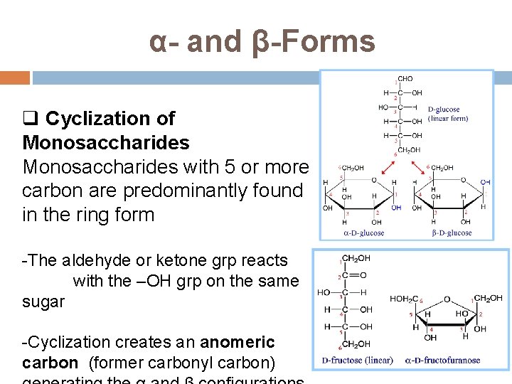 α- and β-Forms q Cyclization of Monosaccharides with 5 or more carbon are predominantly