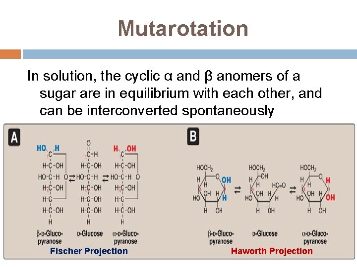 Mutarotation In solution, the cyclic α and β anomers of a sugar are in