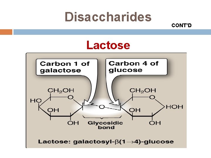 Disaccharides Lactose CONT’D 