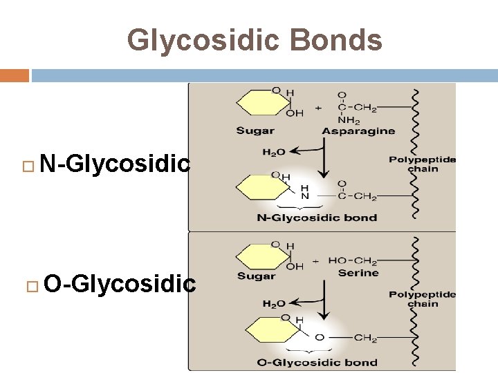 Glycosidic Bonds N-Glycosidic O-Glycosidic 