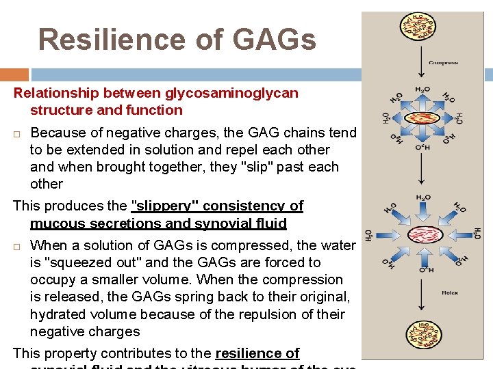 Resilience of GAGs Relationship between glycosaminoglycan structure and function Because of negative charges, the