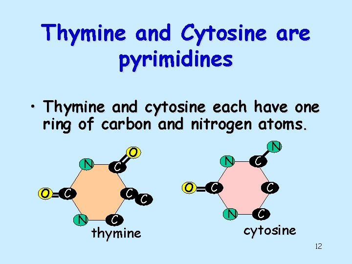 Thymine and Cytosine are pyrimidines • Thymine and cytosine each have one ring of
