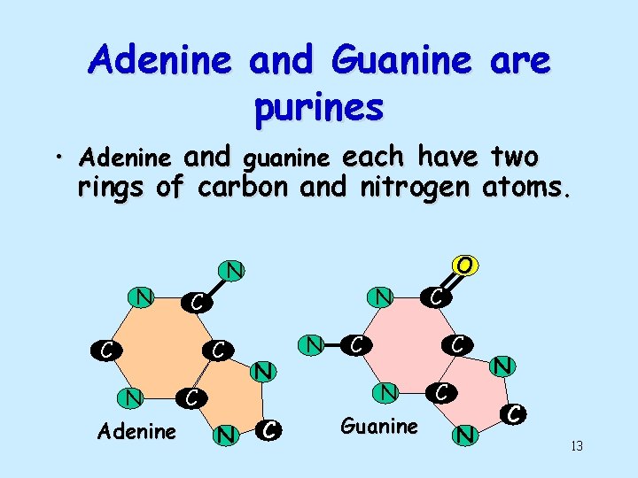 Adenine and Guanine are purines • Adenine and guanine each have two rings of