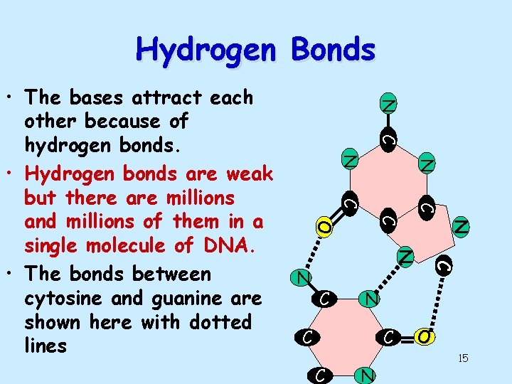 Hydrogen Bonds N C N N C C N C O N C C