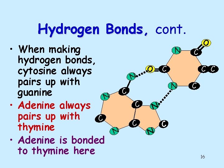 Hydrogen Bonds, cont. • When making hydrogen bonds, cytosine always pairs up with guanine