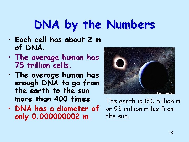 DNA by the Numbers • Each cell has about 2 m of DNA. •