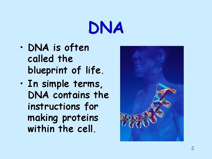 DNA • DNA is often called the blueprint of life. • In simple terms,