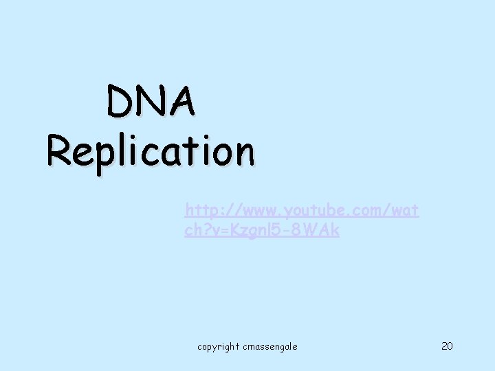 DNA Replication http: //www. youtube. com/wat ch? v=Kzgnl 5 -8 WAk copyright cmassengale 20