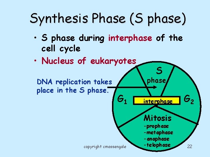 Synthesis Phase (S phase) • S phase during interphase of the cell cycle •