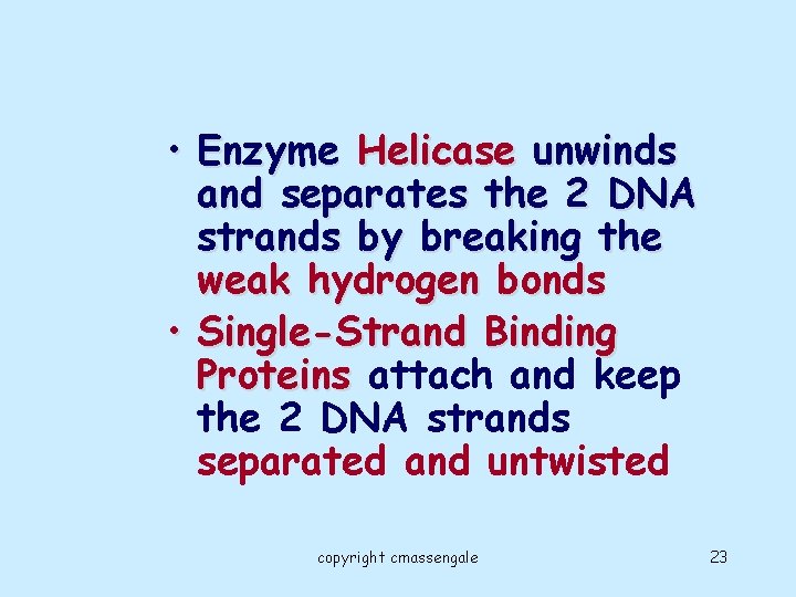  • Enzyme Helicase unwinds and separates the 2 DNA strands by breaking the