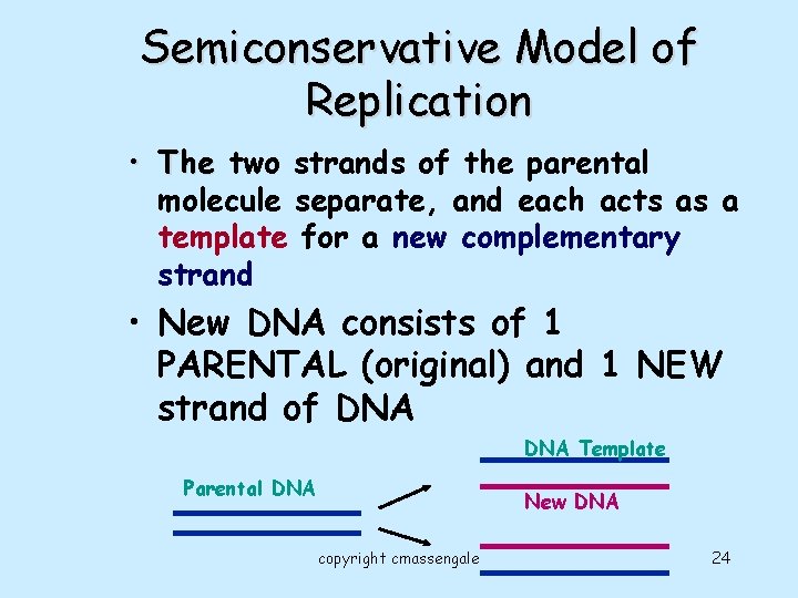 Semiconservative Model of Replication • The two strands of the parental molecule separate, and