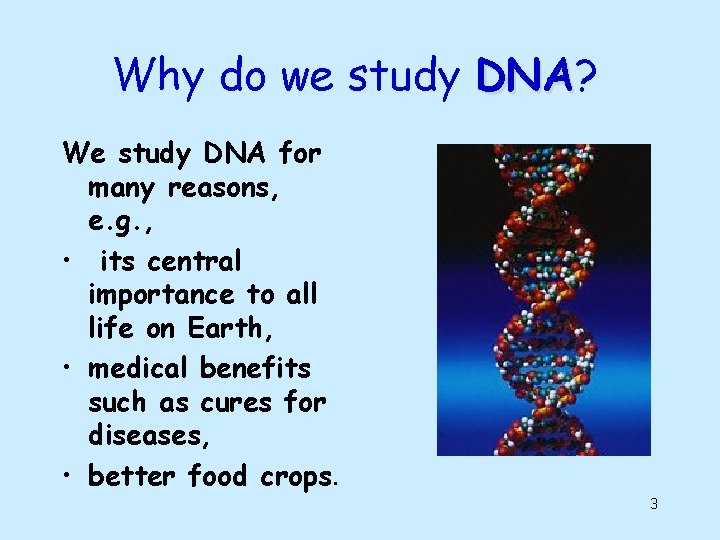 Why do we study DNA? DNA We study DNA for many reasons, e. g.