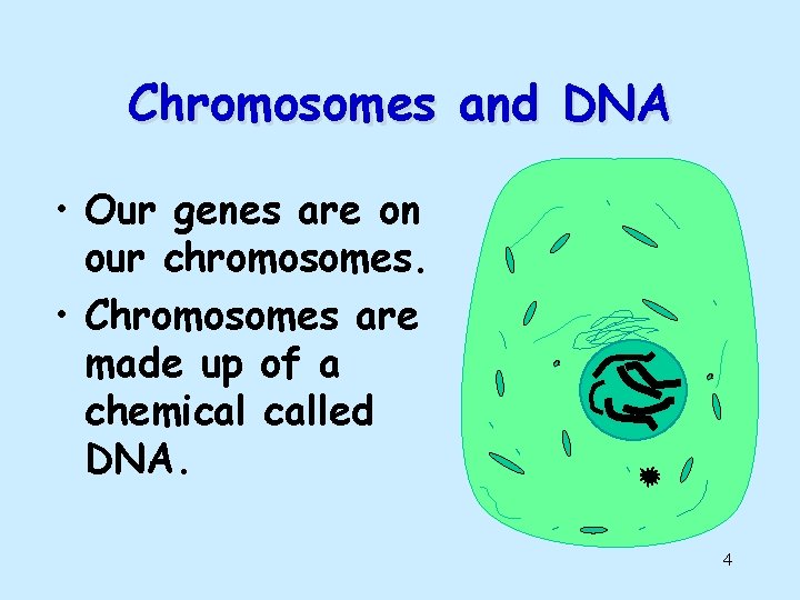 Chromosomes and DNA • Our genes are on our chromosomes. • Chromosomes are made