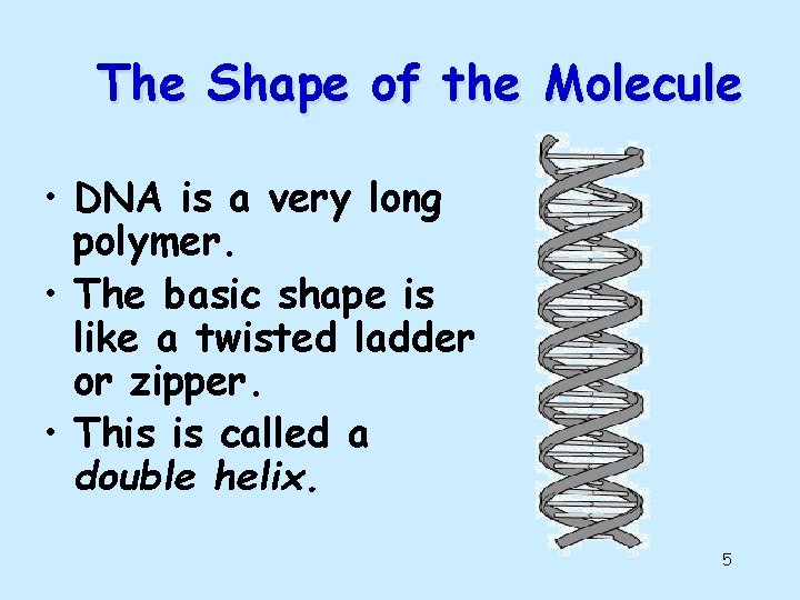 The Shape of the Molecule • DNA is a very long polymer. • The