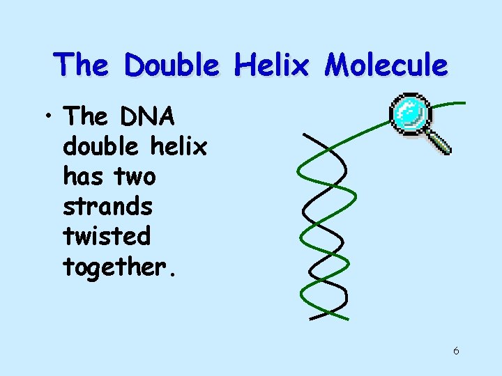 The Double Helix Molecule • The DNA double helix has two strands twisted together.