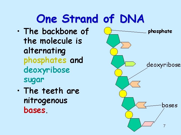 One Strand of DNA • The backbone of the molecule is alternating phosphates and