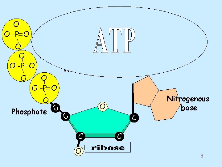 Nucleotides O O -P O O One deoxyribose together with its phosphate and base