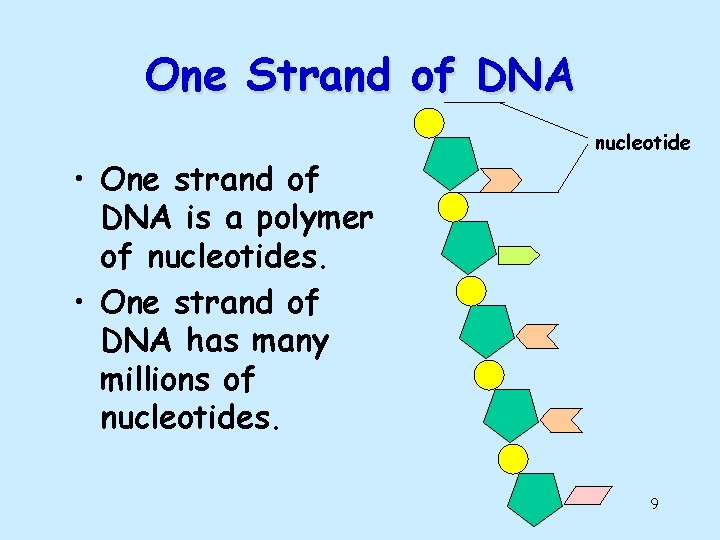 One Strand of DNA • One strand of DNA is a polymer of nucleotides.