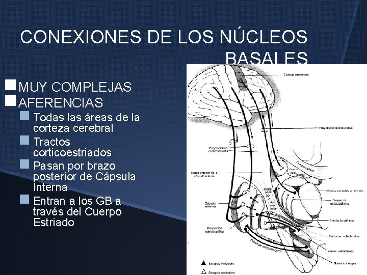CONEXIONES DE LOS NÚCLEOS BASALES n MUY COMPLEJAS n AFERENCIAS n Todas las áreas
