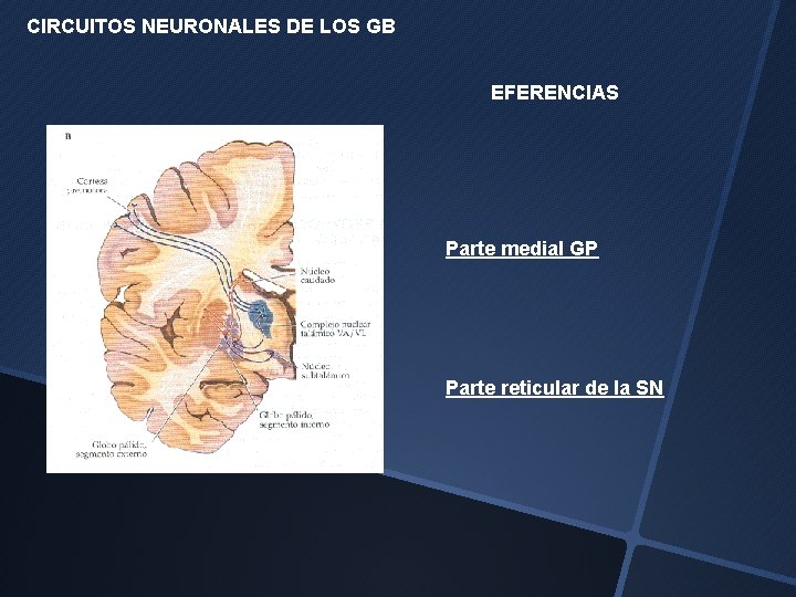 CIRCUITOS NEURONALES DE LOS GB EFERENCIAS Parte medial GP Parte reticular de la SN