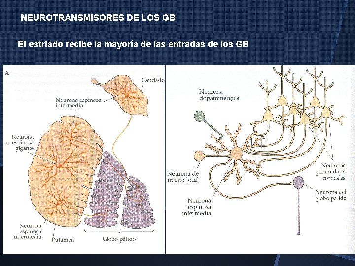 NEUROTRANSMISORES DE LOS GB El estriado recibe la mayoría de las entradas de los