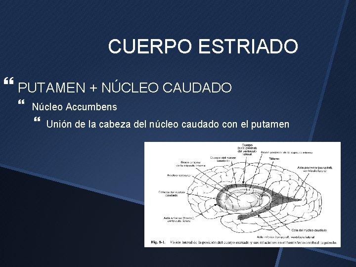 CUERPO ESTRIADO PUTAMEN + NÚCLEO CAUDADO Núcleo Accumbens Unión de la cabeza del núcleo