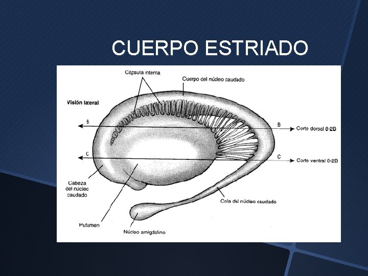 CUERPO ESTRIADO 