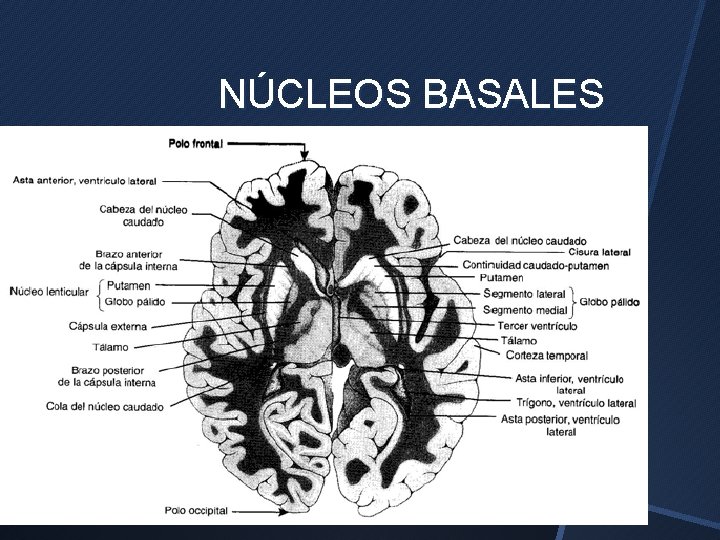 NÚCLEOS BASALES 