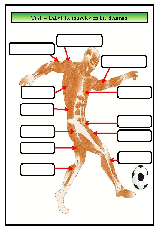 Task – Label the muscles on the diagram Task – Label the muscles on the diagram