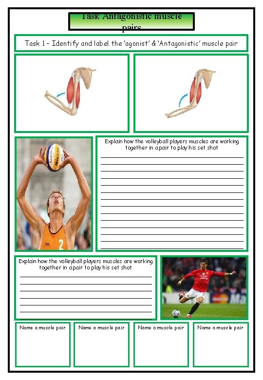 Task Antagonistic muscle pairs Task 1 – Identify and label the ‘agonist’ & ‘Antagonistic’ Task Antagonistic muscle pairs Task 1 – Identify and label the ‘agonist’ & ‘Antagonistic’