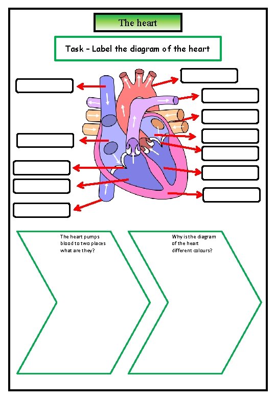 The heart Task – Label the diagram of the heart The heart pumps blood