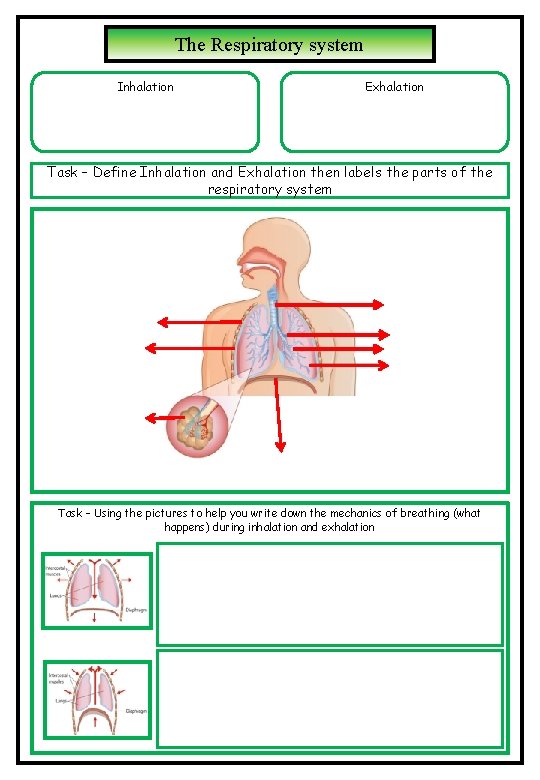 The Respiratory system Inhalation Exhalation Task – Define Inhalation and Exhalation then labels the The Respiratory system Inhalation Exhalation Task – Define Inhalation and Exhalation then labels the