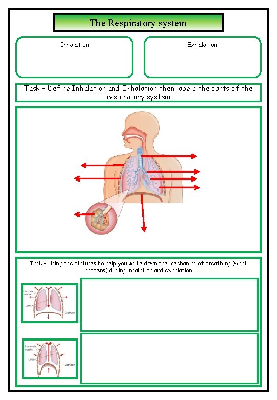 The Respiratory system Inhalation Exhalation Task – Define Inhalation and Exhalation then labels the