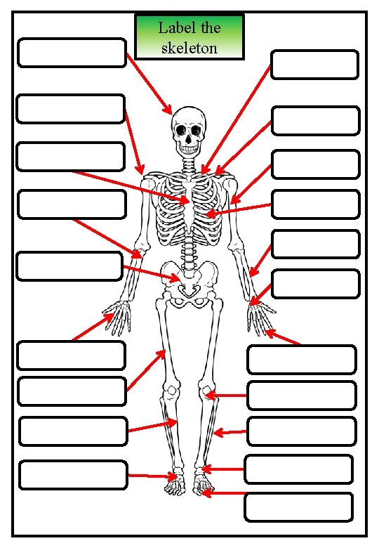 Label the skeleton 