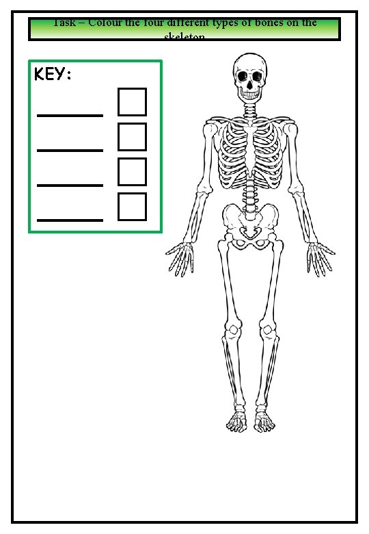 Task – Colour the four different types of bones on the skeleton KEY: Task – Colour the four different types of bones on the skeleton KEY: