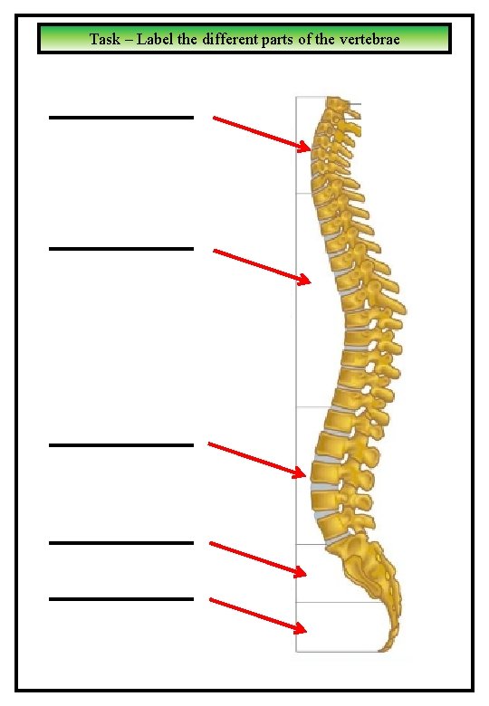 Task – Label the different parts of the vertebrae 