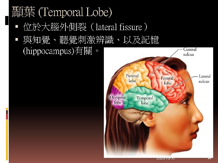 顳葉 (Temporal Lobe) 位於大腦外側裂（lateral fissure） 與知覺、聽覺刺激辨識、以及記憶 (hippocampus)有關。 2020/10/30 10 