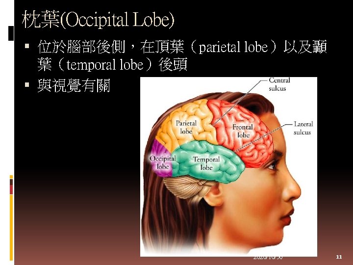 枕葉(Occipital Lobe) 位於腦部後側，在頂葉（parietal lobe）以及顳 葉（temporal lobe）後頭 與視覺有關 2020/10/30 11 