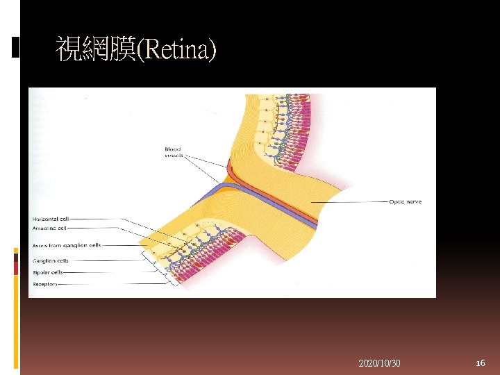 視網膜(Retina) 2020/10/30 16 