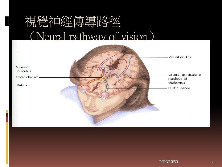 視覺神經傳導路徑 （Neural pathway of vision） 2020/10/30 20 