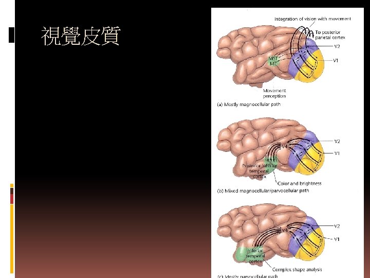 視覺皮質 2020/10/30 34 