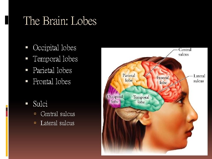 The Brain: Lobes Occipital lobes Temporal lobes Parietal lobes Frontal lobes Sulci Central sulcus