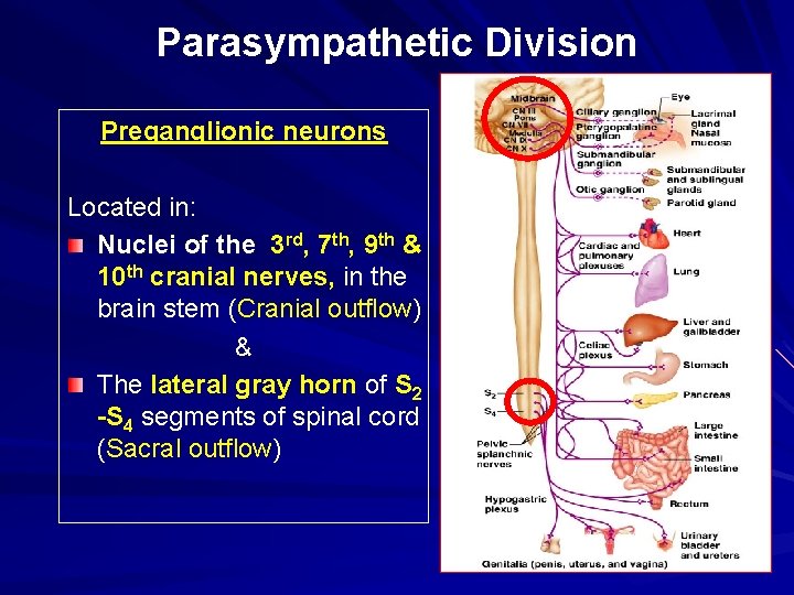 Parasympathetic Division Preganglionic neurons Located in: Nuclei of the 3 rd, 7 th, 9