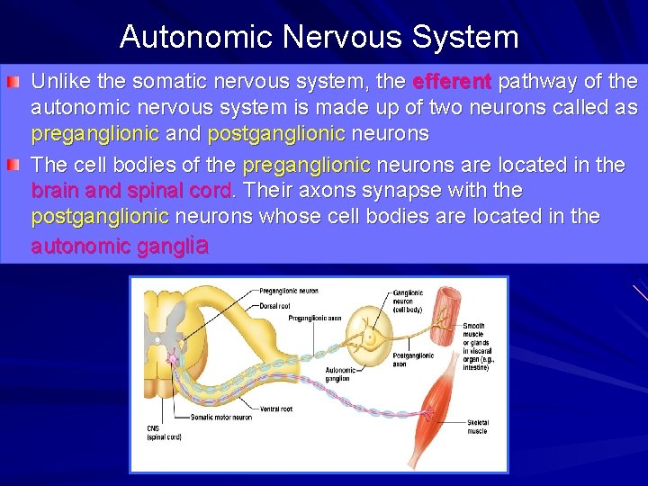 Autonomic Nervous System Unlike the somatic nervous system, the efferent pathway of the autonomic