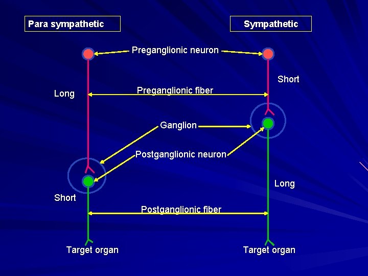 Para sympathetic Sympathetic Preganglionic neuron Short Long Preganglionic fiber Ganglion Postganglionic neuron Long Short