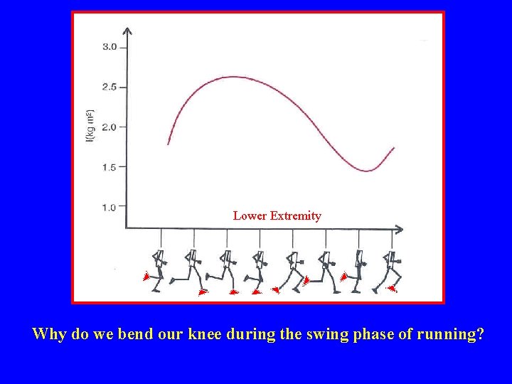 Lower Extremity Why do we bend our knee during the swing phase of running?