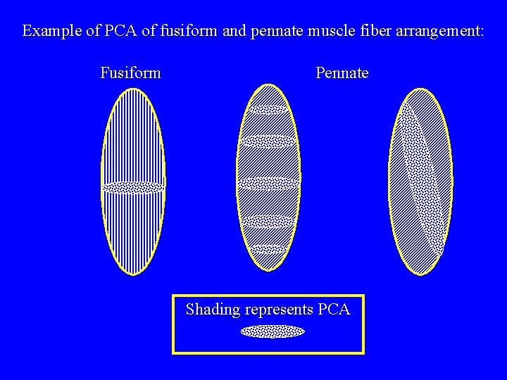 Example of PCA of fusiform and pennate muscle fiber arrangement: Fusiform Pennate Shading represents