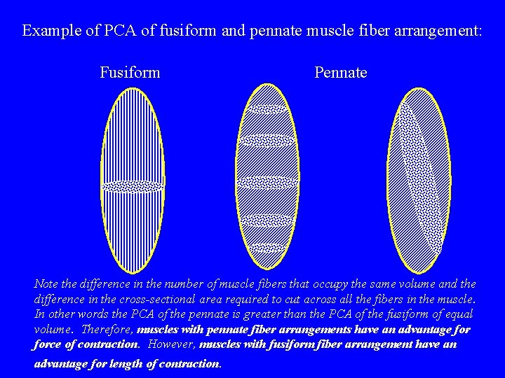 Example of PCA of fusiform and pennate muscle fiber arrangement: Fusiform Pennate Note the