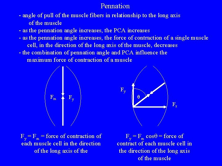 Pennation - angle of pull of the muscle fibers in relationship to the long